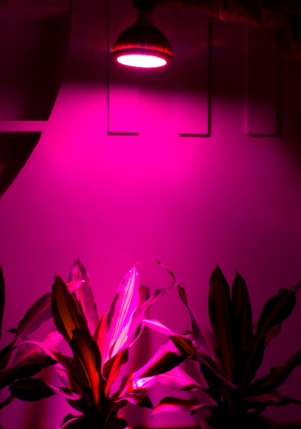 LED-groeilicht