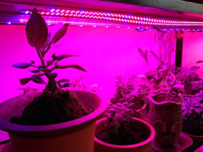 LED-lichtbalk voor planten